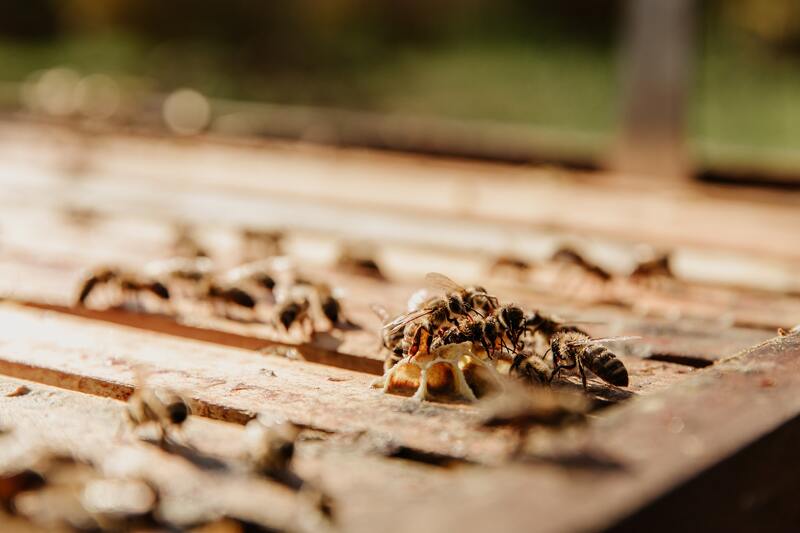 pasos-para-eliminar-las-termitas-en-la-madera